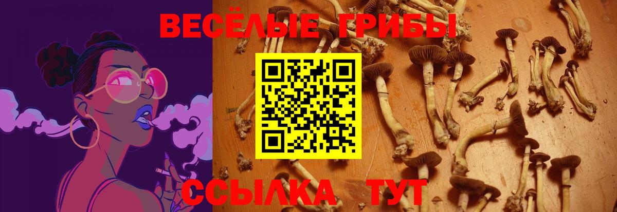 Псилоцибиновые грибы Psilocybe Каменка